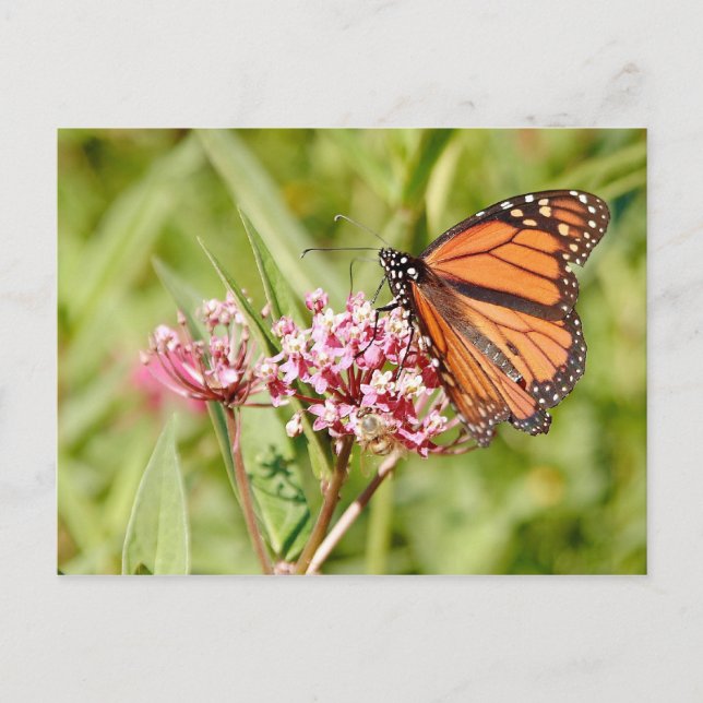 Monarch Butterfly and Friend Postcard (Front)