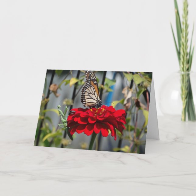 Monarch Butterfly and Praying Mantis on Red Zinnia Card (Front)