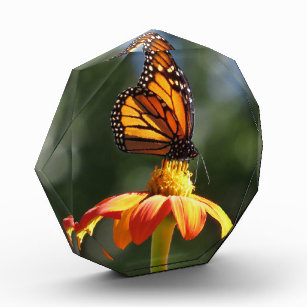 Monarch Butterfly Animal Wildlife Flowers Award