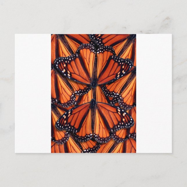 monarch butterfly art postcard (Front)