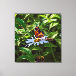 Monarch Butterfly Backlit on Daisy Flower Canvas Print