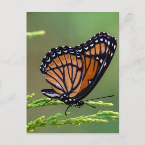 Monarch Butterfly Beauty Postcard