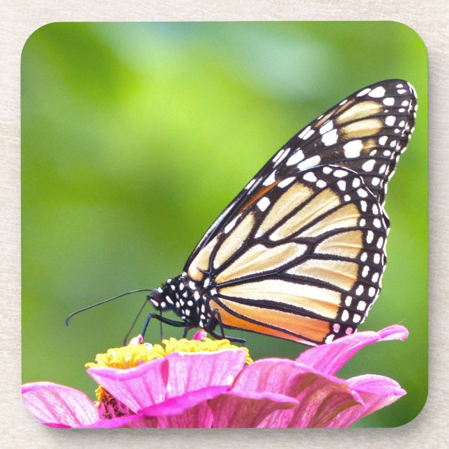 Monarch Butterfly Beverage Coaster (Front)