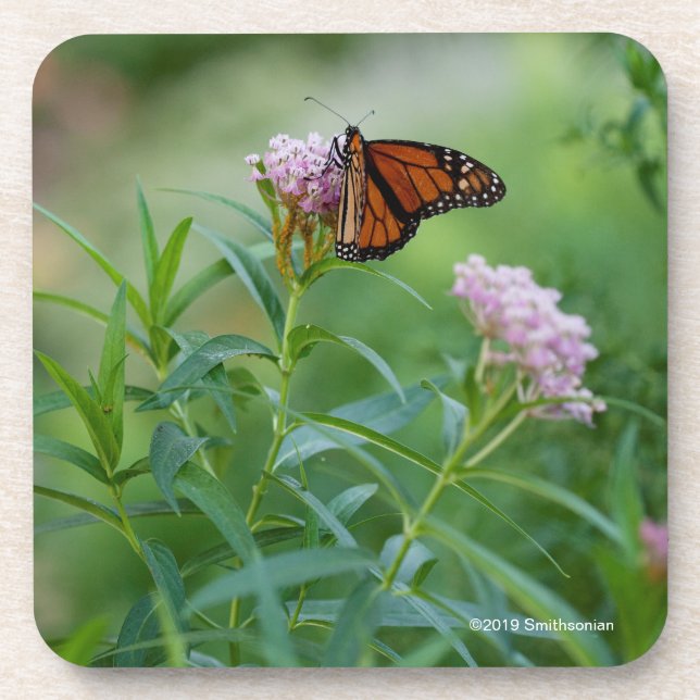 Monarch Butterfly Beverage Coaster (Front)