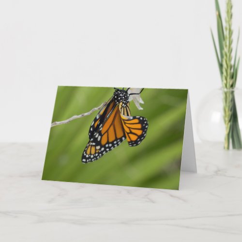 Monarch Butterfly Blank Greeting Card