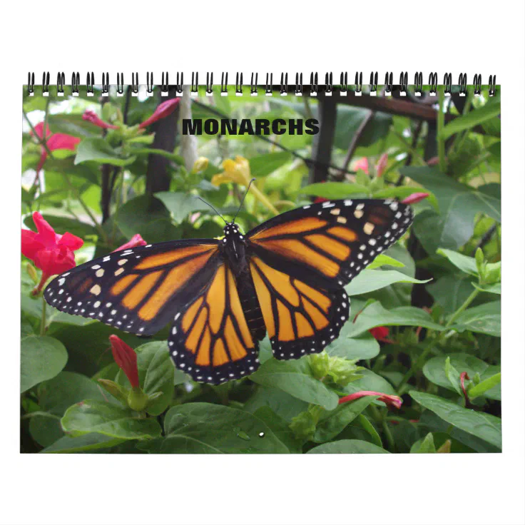 Monarch Butterfly Calendar | Zazzle