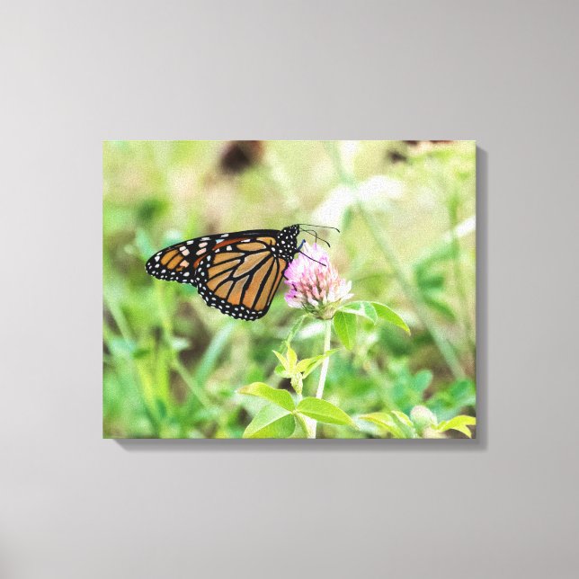 Monarch Butterfly Canvas Print (Front)