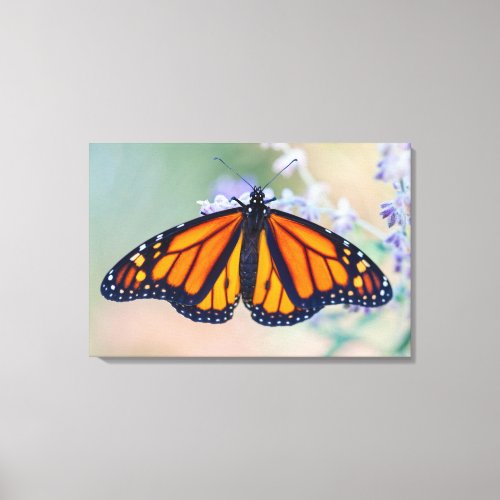 Monarch Butterfly Canvas Print