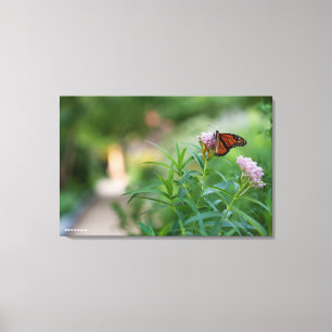 Monarch Butterfly Canvas Print