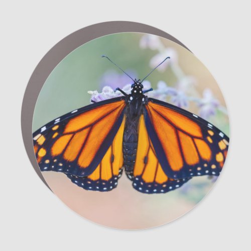 Monarch Butterfly Car Magnet