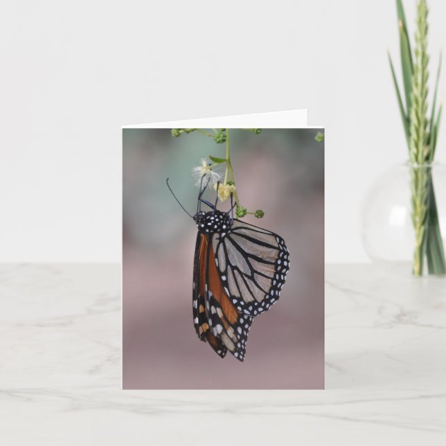Monarch Butterfly Card (Front)