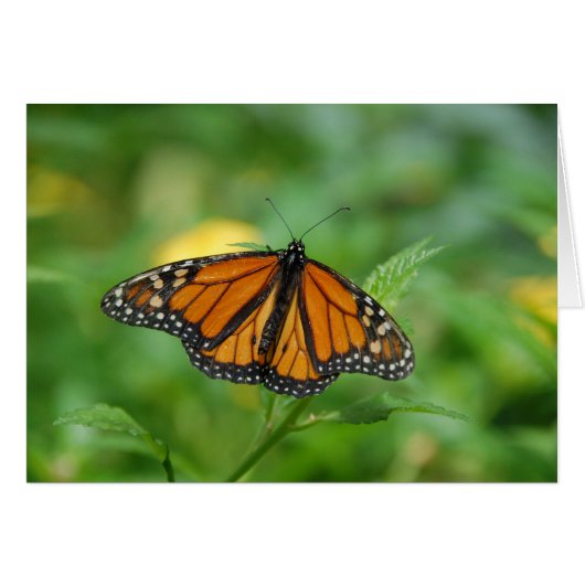 Monarch Butterfly Cards (Front Horizontal)