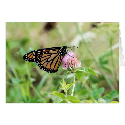 Monarch Butterfly Cards (Front Horizontal)