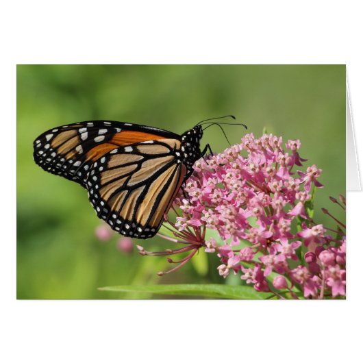 Monarch butterfly cards (Front Horizontal)