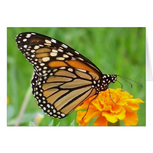 Monarch Butterfly Cards (Front Horizontal)