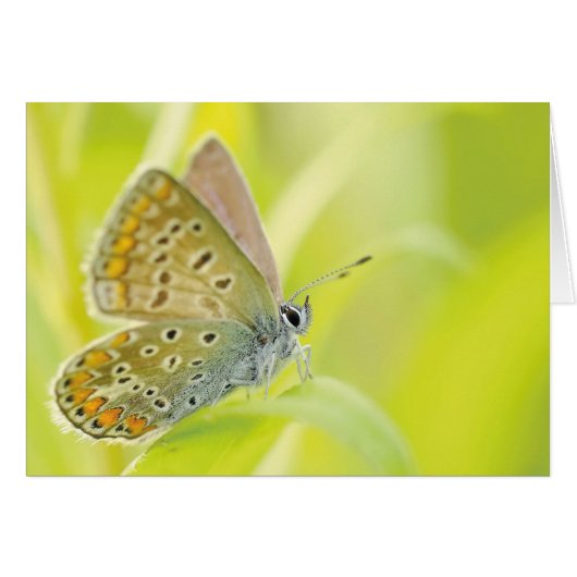Monarch Butterfly Cards (Front Horizontal)