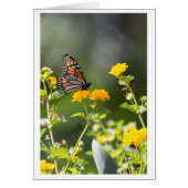 Monarch Butterfly Cards (Front)