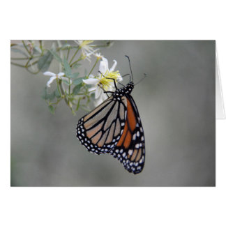 Monarch Butterfly Cards