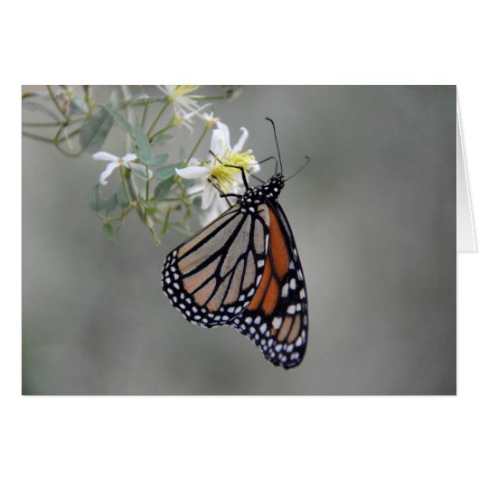 Monarch Butterfly Cards (Front Horizontal)