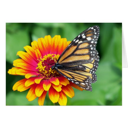 Monarch Butterfly Cards (Front Horizontal)