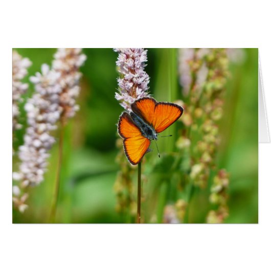 Monarch Butterfly Cards (Front Horizontal)