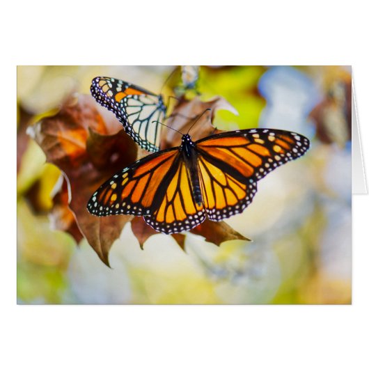 Monarch Butterfly Cards (Front Horizontal)