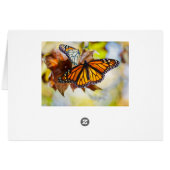 Monarch Butterfly Cards (Back Horizontal)