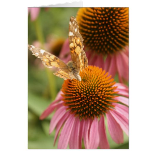 Monarch Butterfly Cards (Front)
