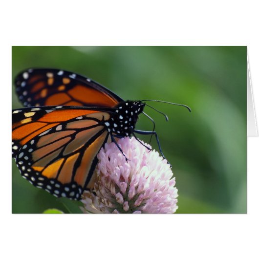 Monarch Butterfly - Cards (Front Horizontal)