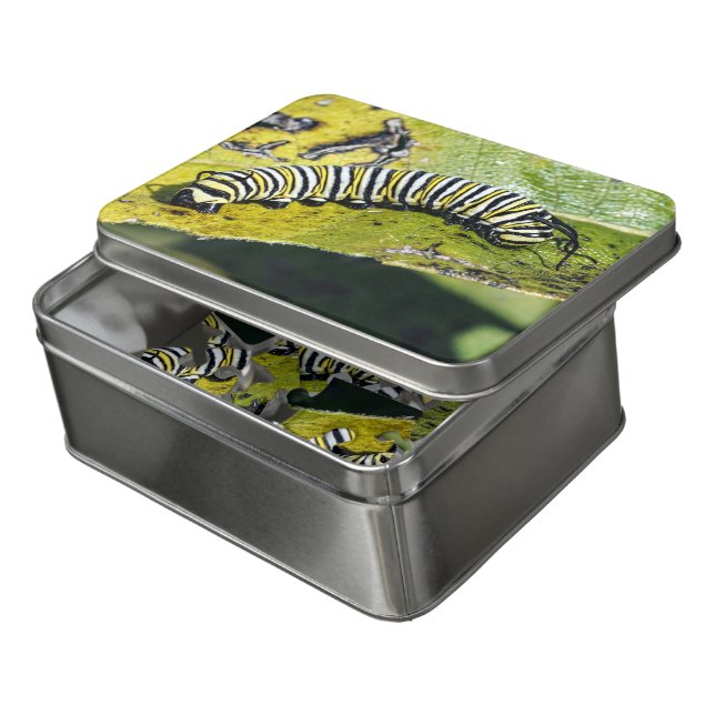 Monarch Butterfly Caterpillar Acrylic Puzzle (Lid Open)