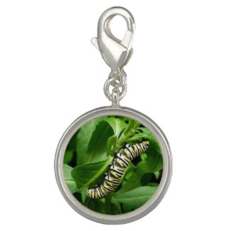Monarch Butterfly Caterpillar among Green Leaves