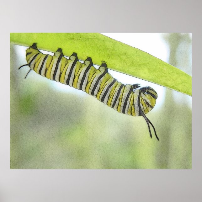 Monarch Butterfly Caterpillar Exploring A Milkweed Poster (Front)