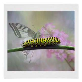 Monarch Butterfly Caterpillar Glossy Poster