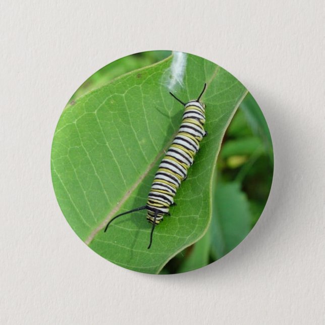 Monarch butterfly caterpillar pinback button (Front)