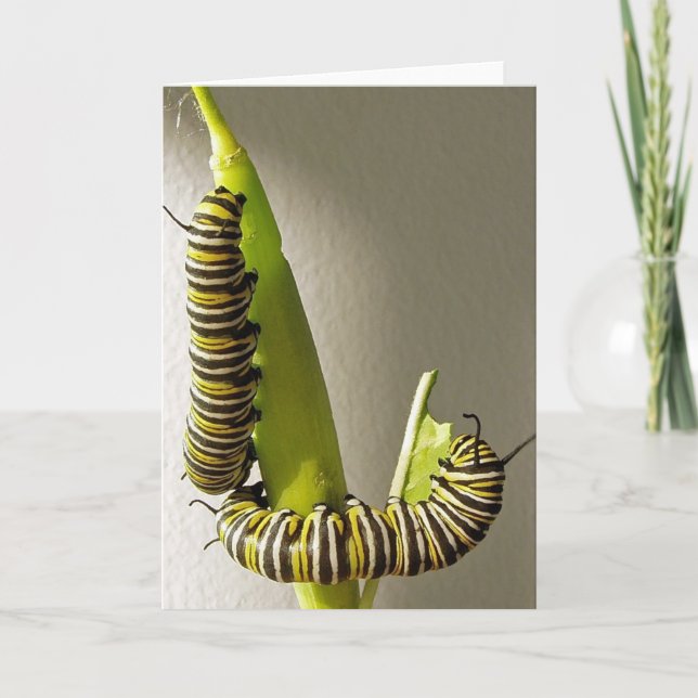 Monarch butterfly caterpillars - Card (Front)