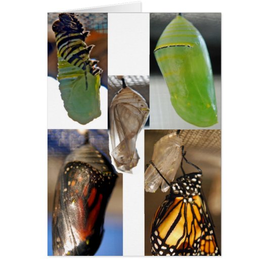 Monarch butterfly chrysalises cards (Front)