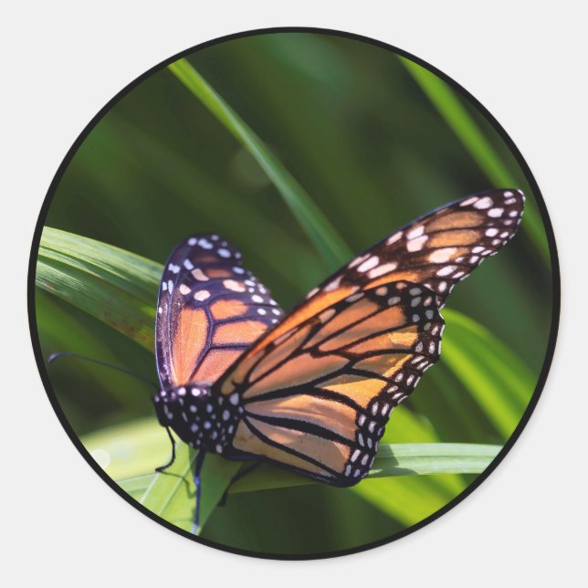Monarch Butterfly Classic Round Sticker (Front)