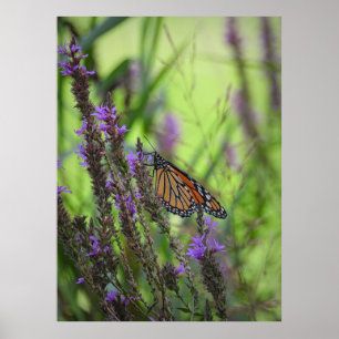 Monarch Butterfly Close Up on Purple Flowers Poster