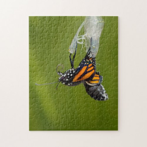 Monarch Butterfly Coming out of Cocoon Puzzle