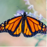 Monarch Butterfly Cutout<br><div class="desc">Monarch butterfly with wings outstretched in the garden</div>