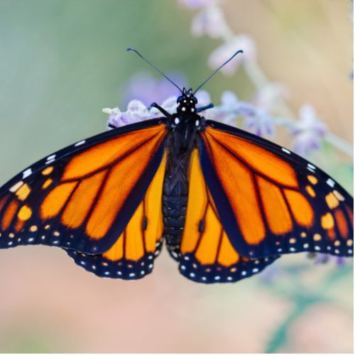 Monarch Butterfly Cutout