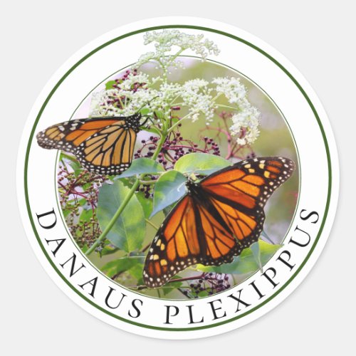 Monarch Butterfly Danaus Plexippus on Elderberry Classic Round Sticker