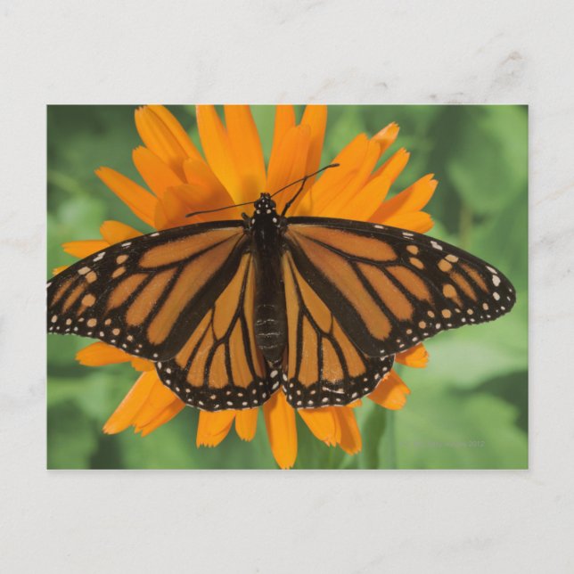 Monarch butterfly (Danaus plexippus) on pot Postcard (Front)
