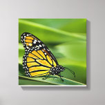 Monarch Butterfly Design Canvas Print