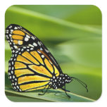 Monarch Butterfly Design Stickers