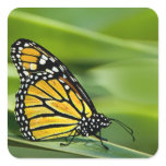 Monarch Butterfly Design Stickers