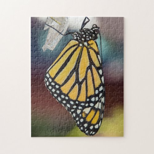 Monarch Butterfly Drying Wings Puzzle