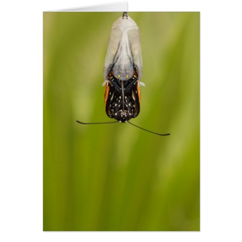 Monarch Butterfly emerging from cocoon card