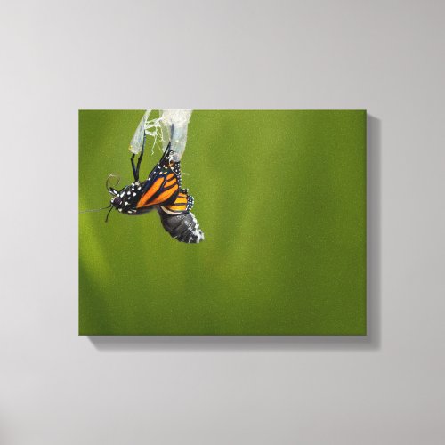 Monarch Butterfly Emerging From Cocoon Photograph Canvas Print