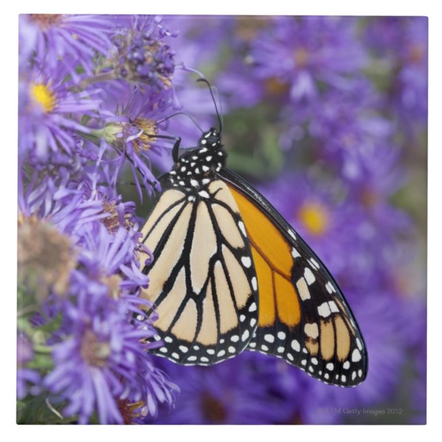 Monarch butterfly feeding on aster flowers. ceramic tile (Front)